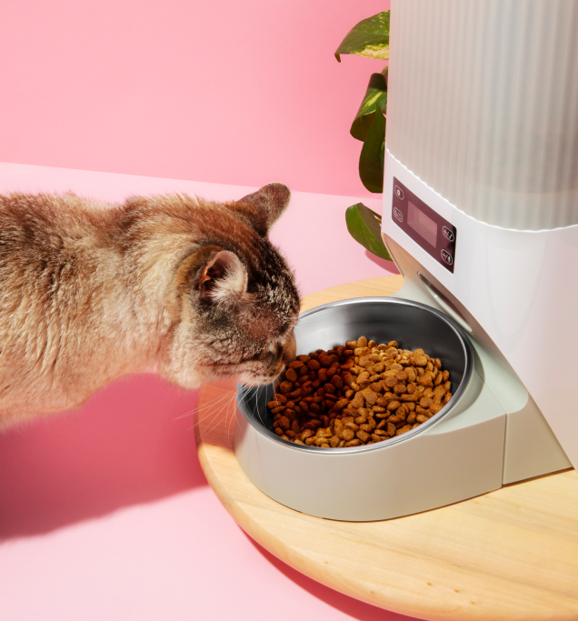 Pet-accessories - Image 3