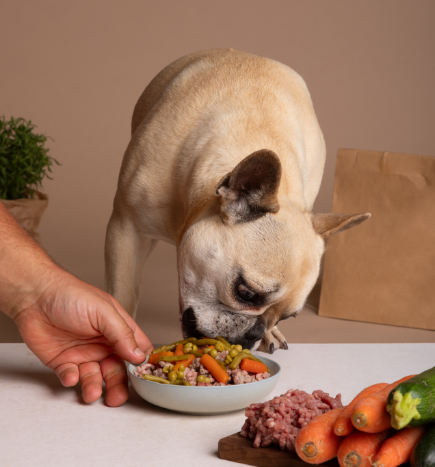 Pet-accessories - Image 4