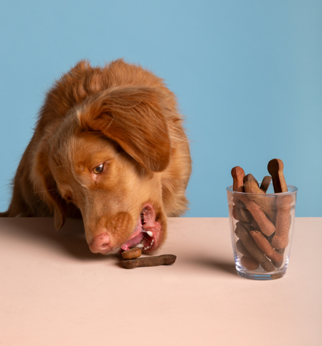 Pet-accessories - Image 5